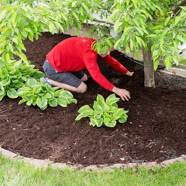 mulch installation experts can help you choose the best type of mulch for your specific landscaping needs, whether it be organic or inorganic